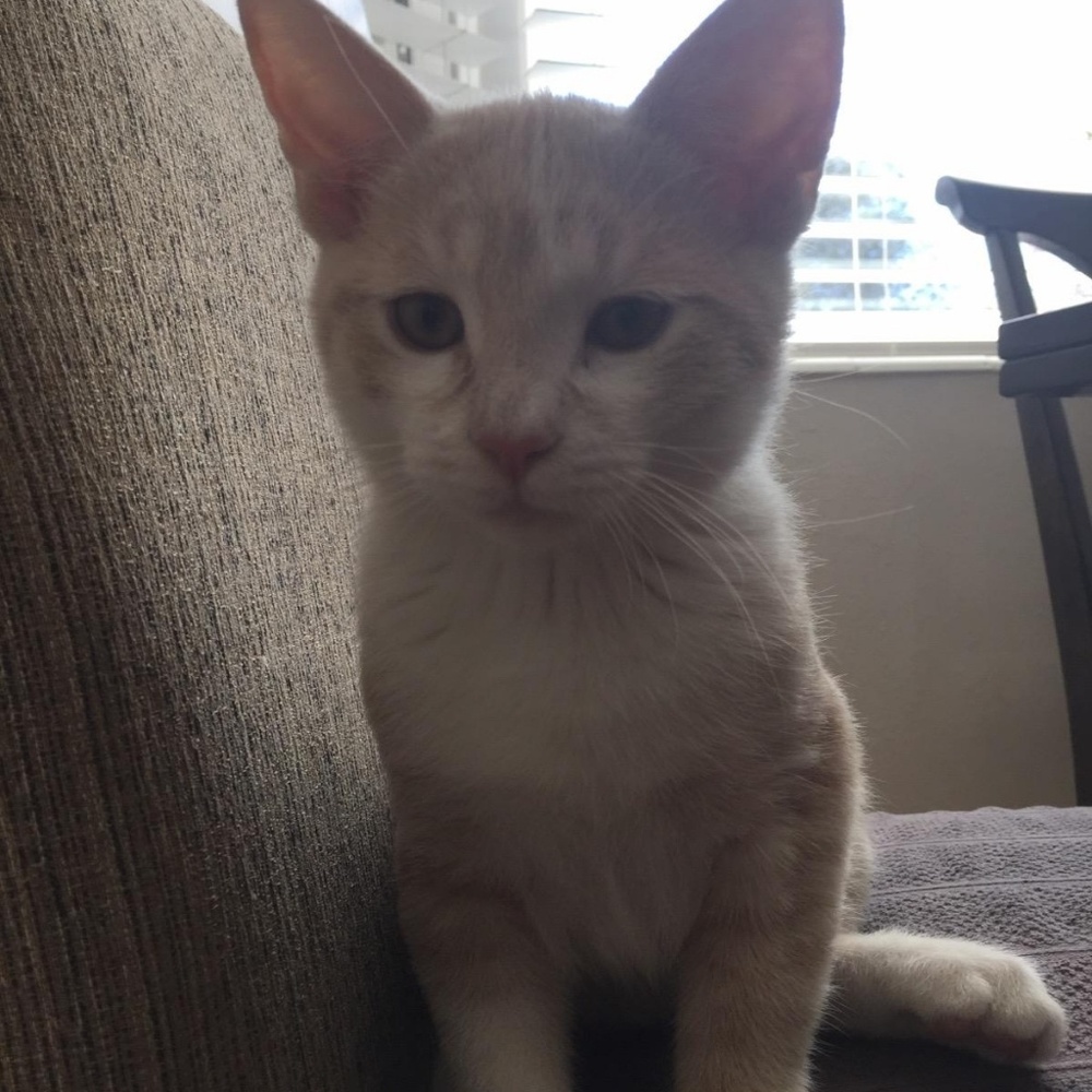 Meet your Posher, Cheryl